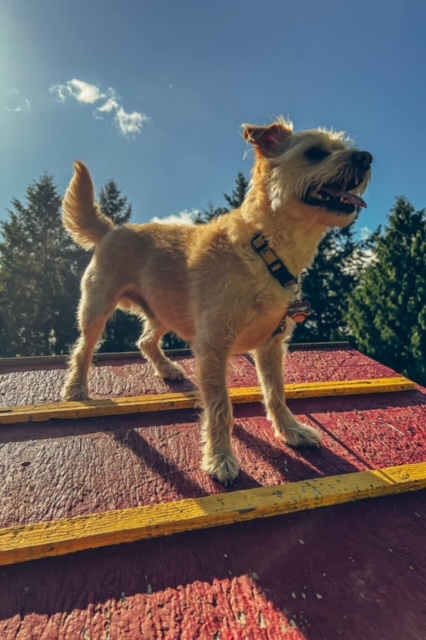Dog on the agility A-frame