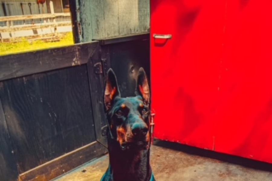 Doberman sitting on a stay