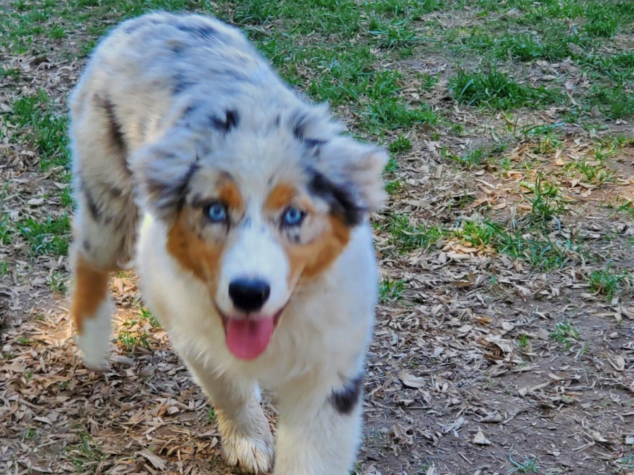 An Australian Shepherd coming in across the field
