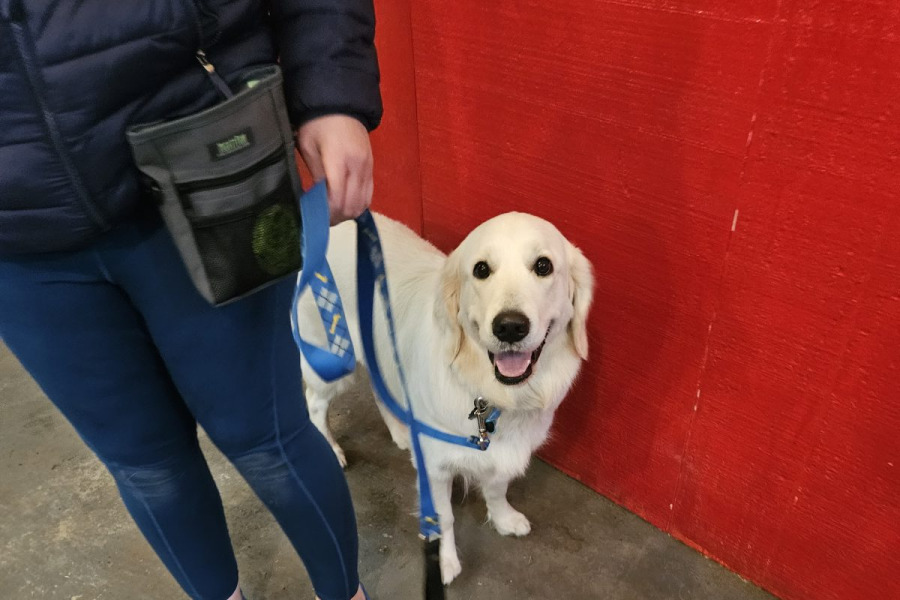 A golden retriever standing with its handler