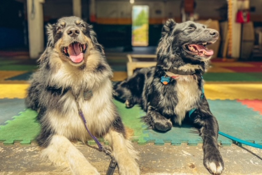 Two dogs resting on a stay on the indoor mats