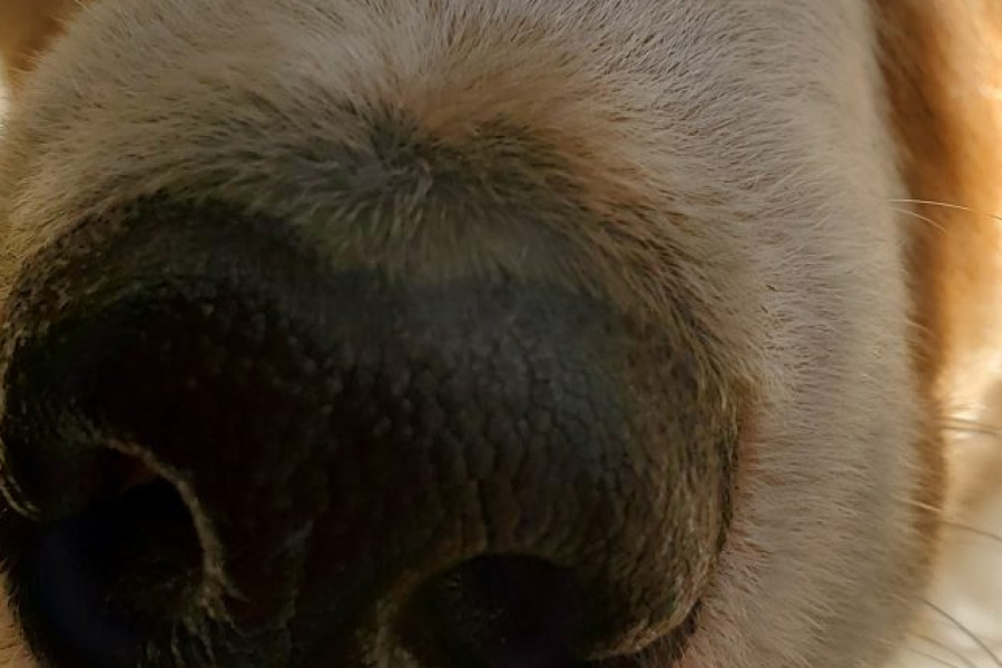 Close-up of a dog’s nose