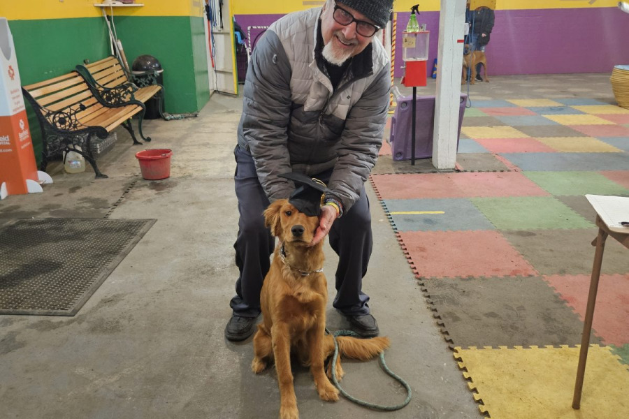 A young golden dog in the training hall