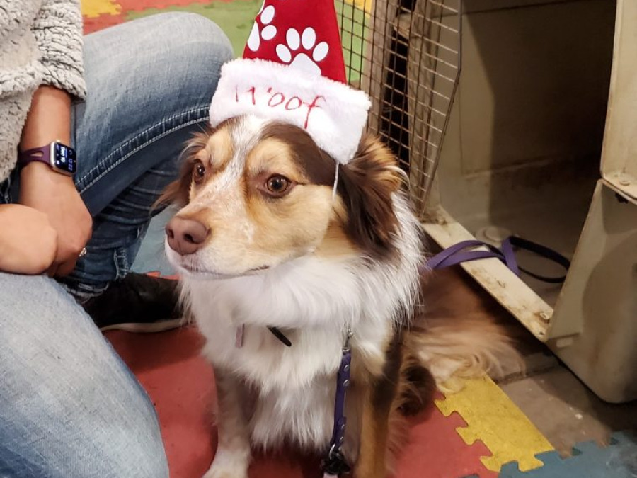 A dog wearing a festive hat in the training hall
