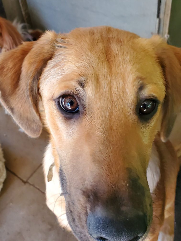 A tan dog looking up