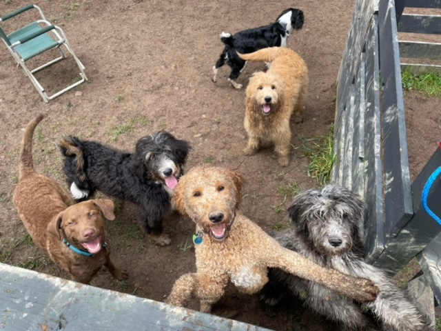 Daycare dogs looking up from the yard