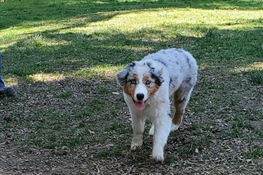 Dogs in the daycare yard