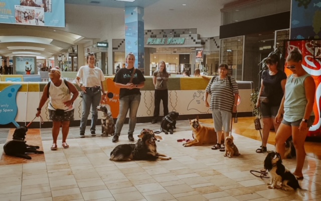 Handlers and dogs on a public outing