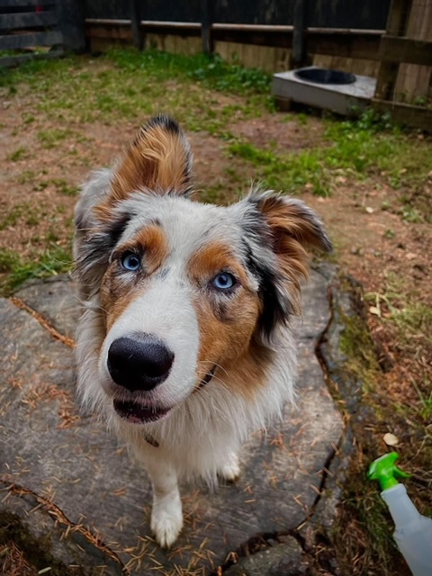 Australian Shepherd on the property