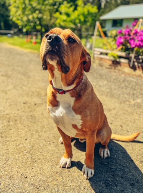 A tan dog sitting on the driveway, looking up