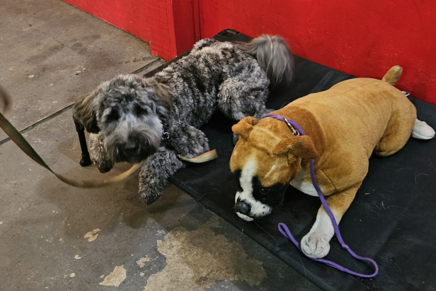A working-style sit-stay