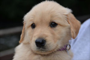 allways dog training