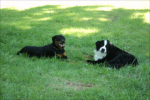 allways dog training