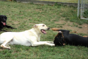 allways dog training