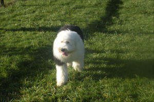 allways dog training