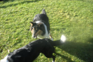 allways dog training